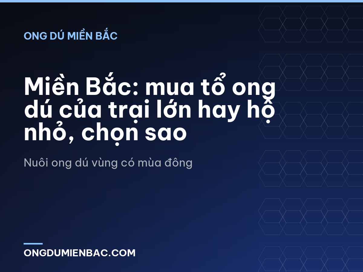 Miền Bắc: mua tổ ong dú của trại lớn hay hộ nhỏ, chọn sao