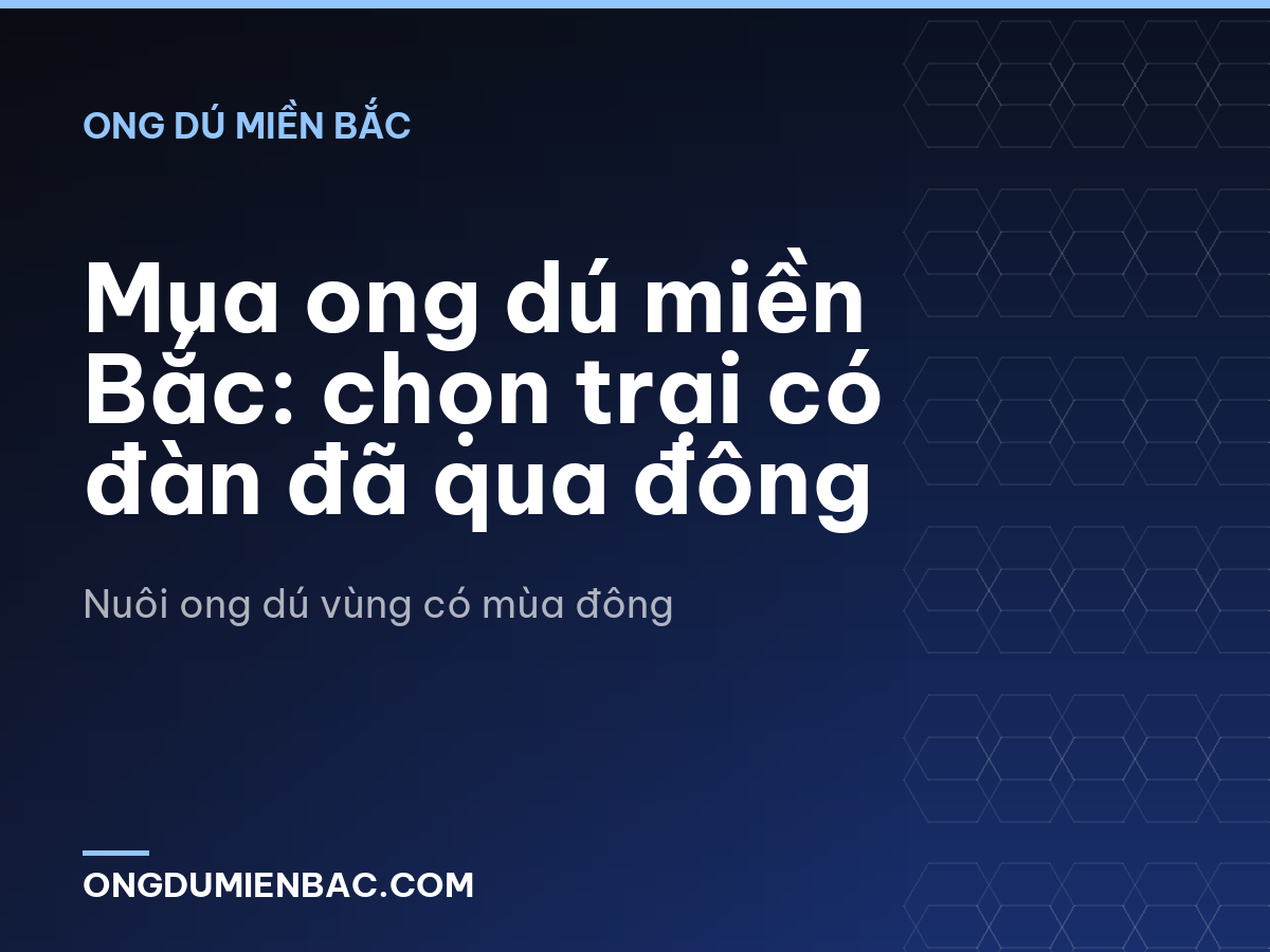 Mua ong dú miền Bắc: chọn trại có đàn đã qua đông