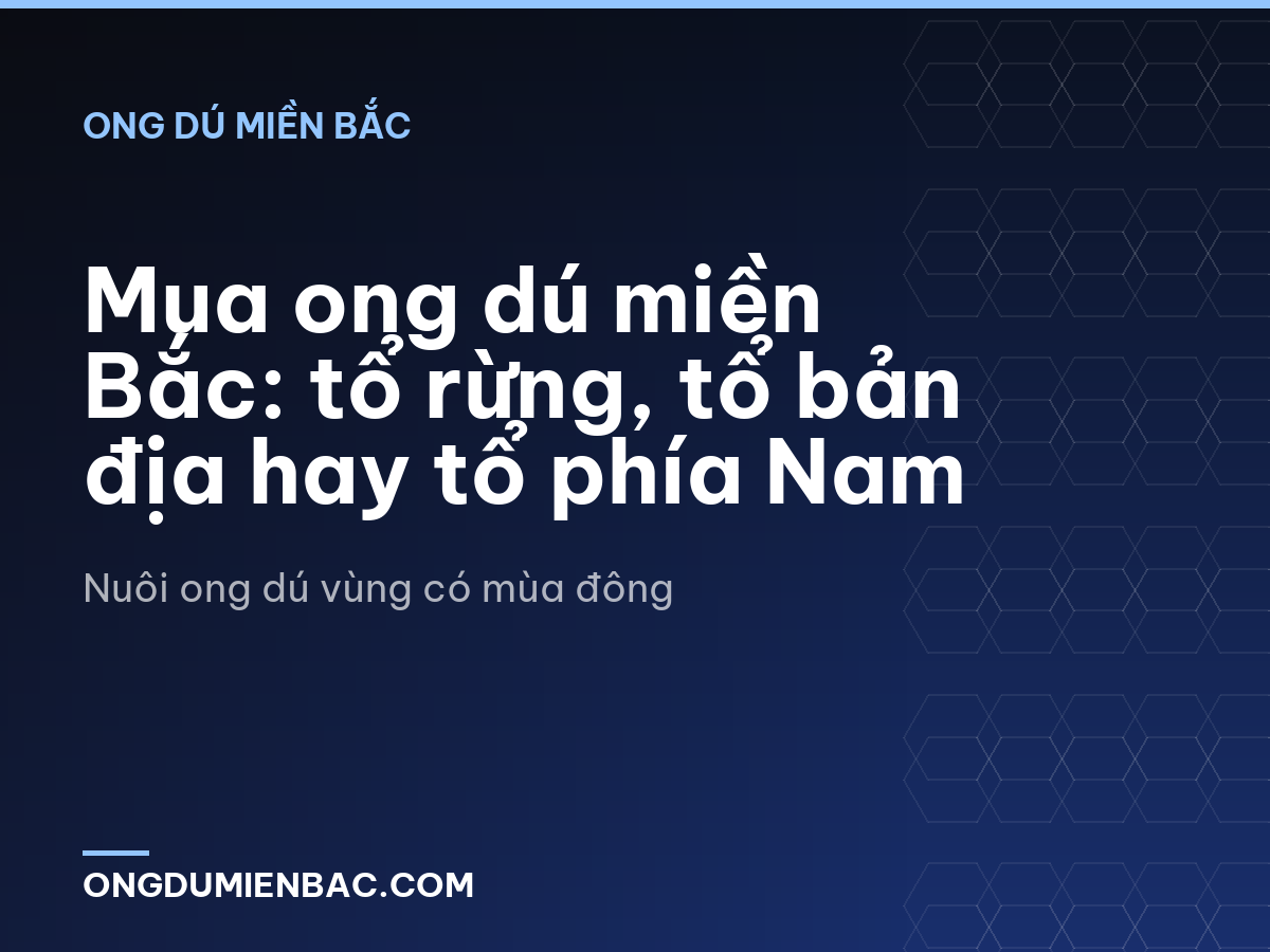 Mua ong dú miền Bắc: tổ rừng, tổ bản địa hay tổ phía Nam