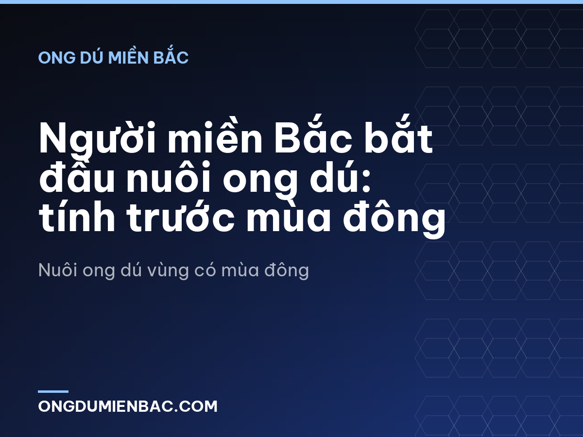 Người miền Bắc bắt đầu nuôi ong dú: tính trước mùa đông