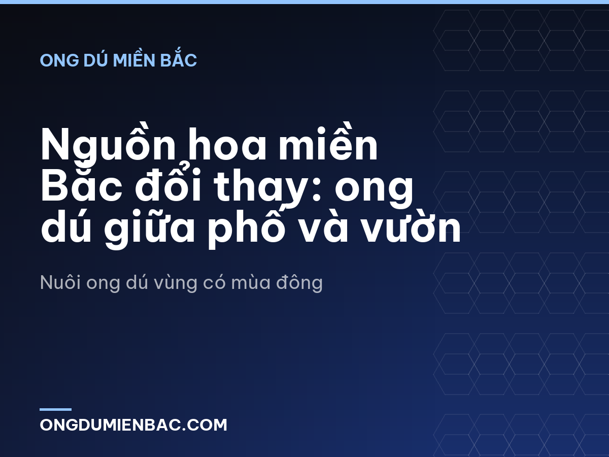 Nguồn hoa miền Bắc đổi thay: ong dú giữa phố và vườn