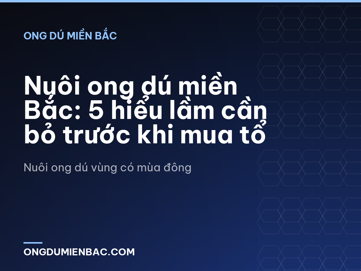 Nuôi ong dú miền Bắc: 5 hiểu lầm cần bỏ trước khi mua tổ