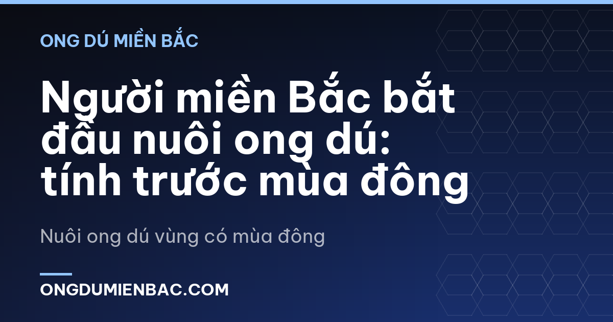 Người miền Bắc bắt đầu nuôi ong dú: tính trước mùa đông